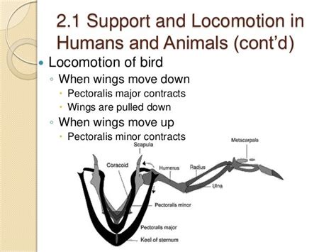 27 Animal Locomotion And Support Systems .